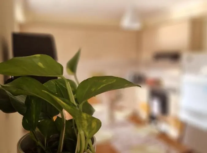 V For The View Patras